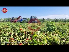 Hoe wordt de Chinese Xinjiang Drum Tomato Paste geproduceerd