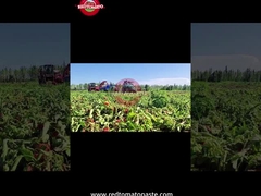 Productieproces van Xinjiang Drum Tomato Paste: van oogsten tot conserveren